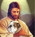 bulldog.webp bulldog.webp
