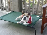 BOSCOE1.webp