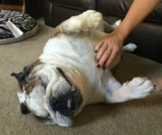 dottie.webp