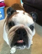 dottie2.webp