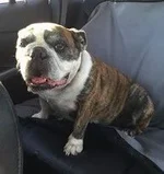 peggy.webp