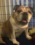 gertie.jpg gertie.jpg