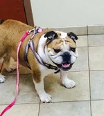 gertie2.webp gertie2.webp