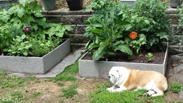 lu garden 1.webp
