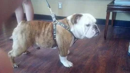 Sarge.webp Sarge.webp