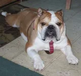Maggie-2.webp