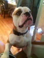 remington IBR.jpg remington IBR.jpg