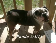 panda2.webp