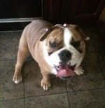 lucy ibr.jpg lucy ibr.jpg