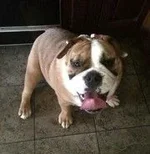 lucy ibr.webp