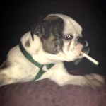 Bella Smoking.webp