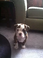 Patton1.webp