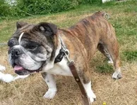 zeke.webp
