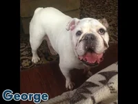 George.webp