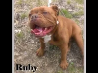 Ruby.webp