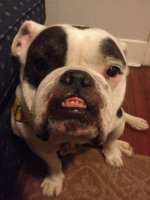 Dozer.jpg Dozer.jpg