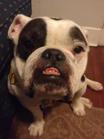 Dozer.webp