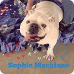 Sophie.jpg