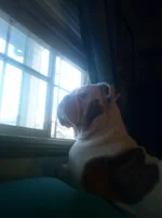 bocephus staring 2.webp