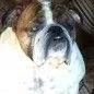 Humphrey.webp