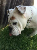 Daisy.webp