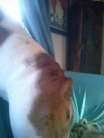 Bocephus wrinkle butt.webp