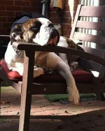 Sunny Girl.webp