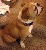 Stella1.webp