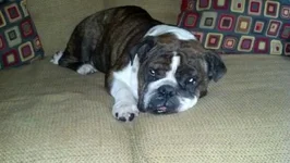 POLLY.webp