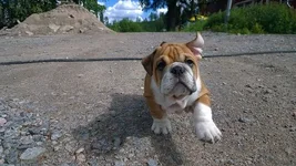 BillyBob10.webp