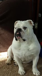 dexter woke up.webp