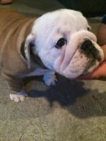 bulldog pup.jpg bulldog pup.jpg