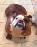 Fiona.webp