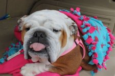 Paisley_zpsec568c96.JPG Paisley_zpsec568c96.JPG