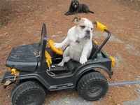 Ruby driving car.webp
