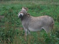 donkeys 012.JPG