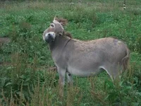 donkeys 012.webp