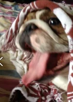 tongue tuesday.webp