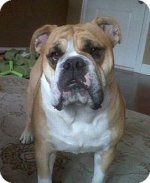 Bruiser.jpg Bruiser.jpg