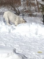 more snow 2.14 004.jpg