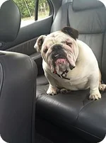 lucy b.webp