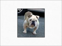 wilbur.webp wilbur.webp