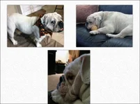 chester.webp chester.webp