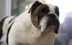 maggie4-1080x675.webp