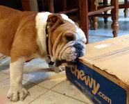 Farley and chewy.webp