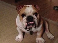 Farley sitting pretty.webp