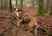 castor-autumn.webp