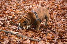 castor-leaves.webp