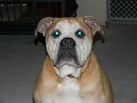 Shelby_zps3df4d941.webp