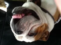 ImageUploadedByTapatalk1410606632.909376.webp